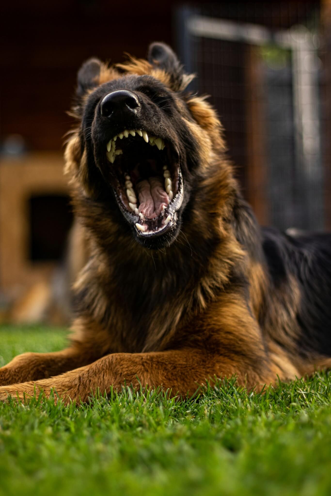 DC Dog Bite Lawyer